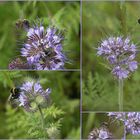 Die Bienenweide zieht sie alle an