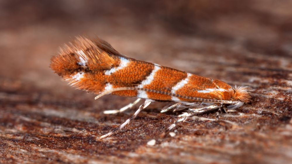 Die Biergartenmotte - Cameraria ohridella