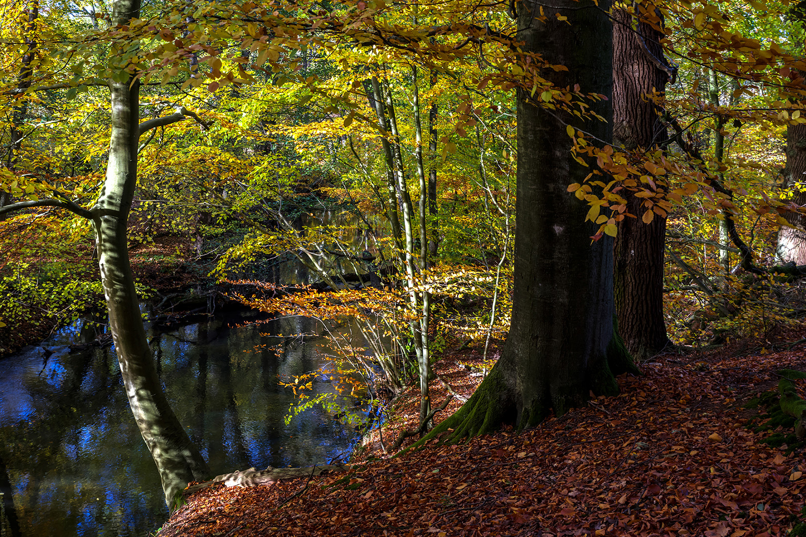 Die Bille im Sachsenwald