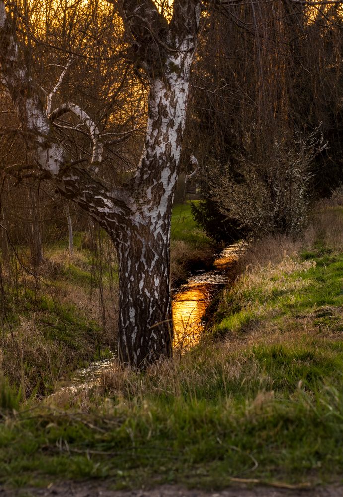 "DIE BIRKE AM GOLDBACH"