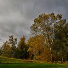 Die Birke am Südsee