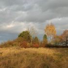 Die Birke auf dem Höfelland - in memoriam Anke Junk