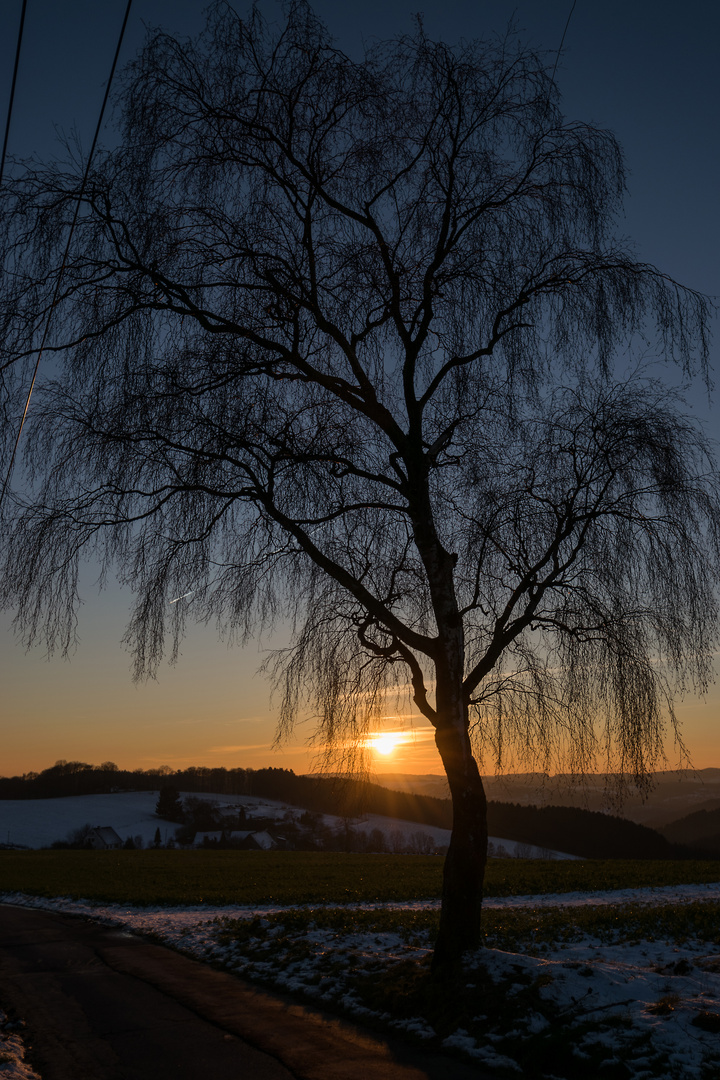 Die Birke im Winter