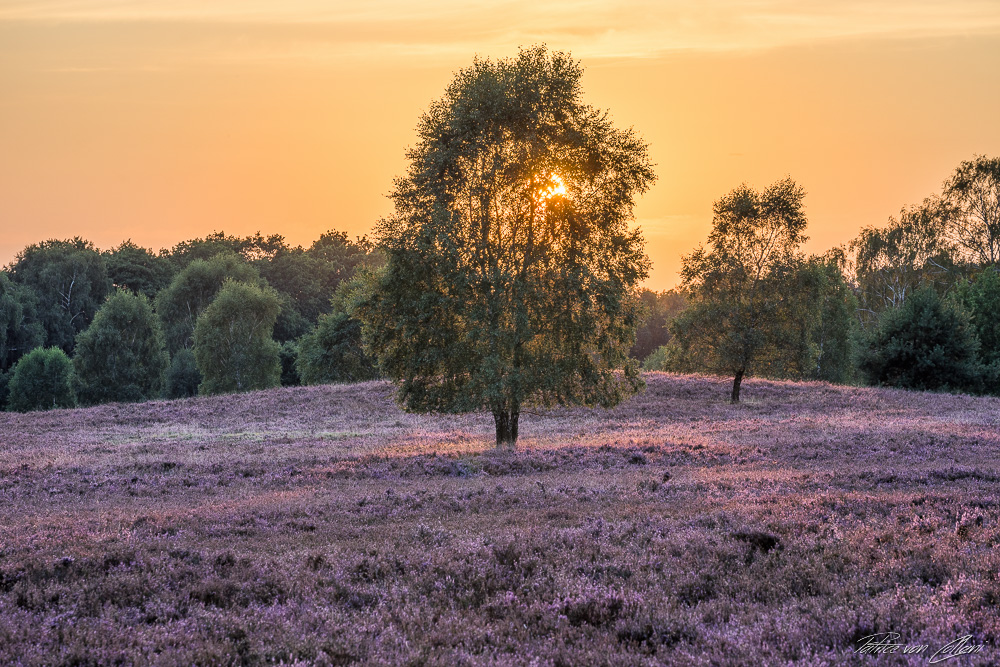 Die Birke in der Heideblüte