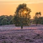 Die Birke in der Heideblüte