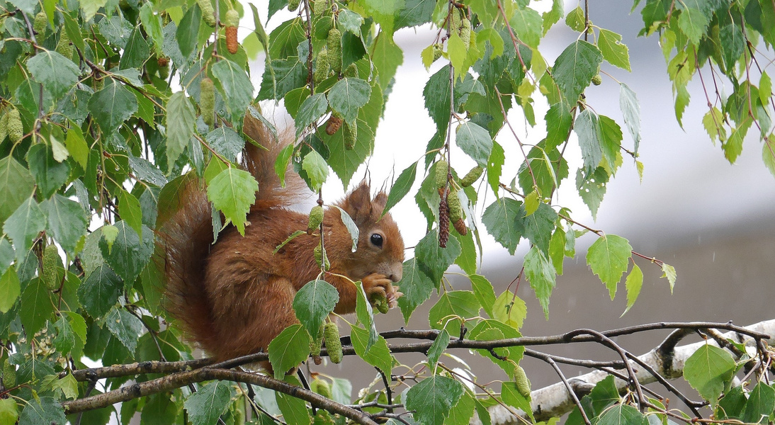 die Birke und sein Besucher