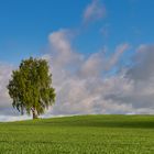 die Birke wiegt sich im Winde