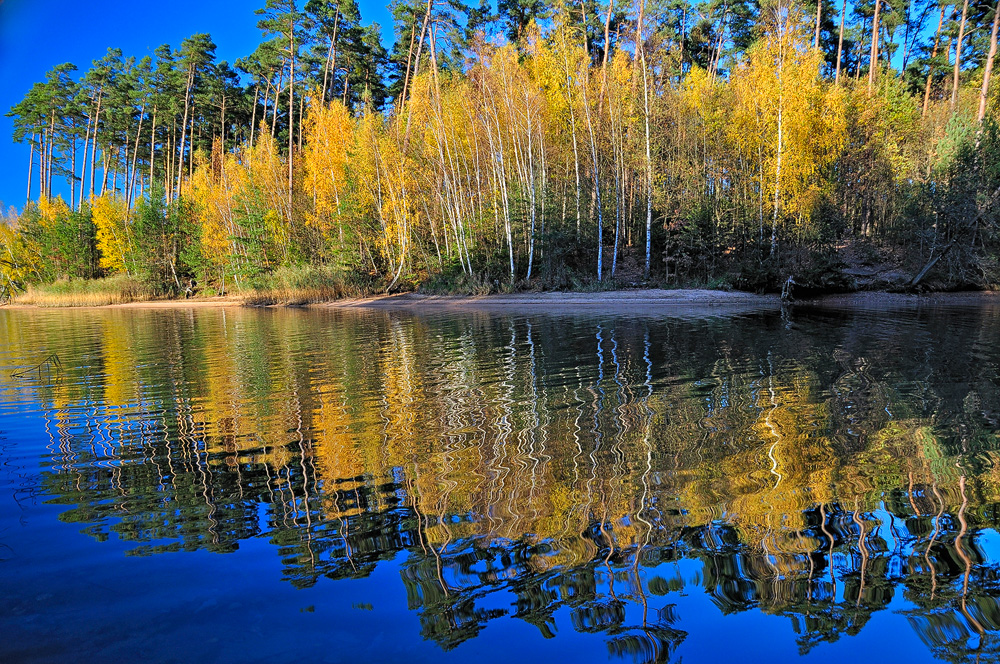 Die Birken am See