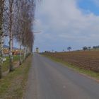 die Birken am Sportplatz