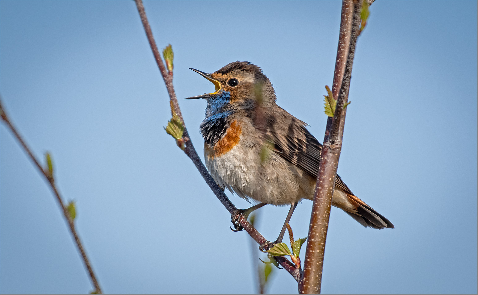 Die Birken treiben ihre Knospen aus   . . .