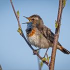 Die Birken treiben ihre Knospen aus   . . .