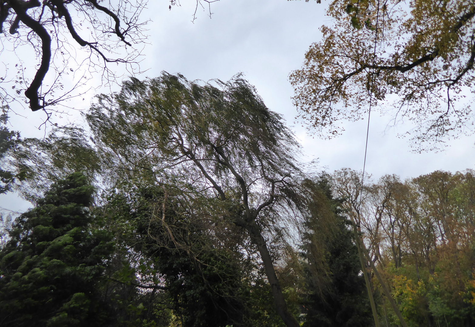 Die Birken wiegen sich im Wind