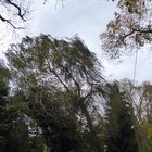 Die Birken wiegen sich im Wind