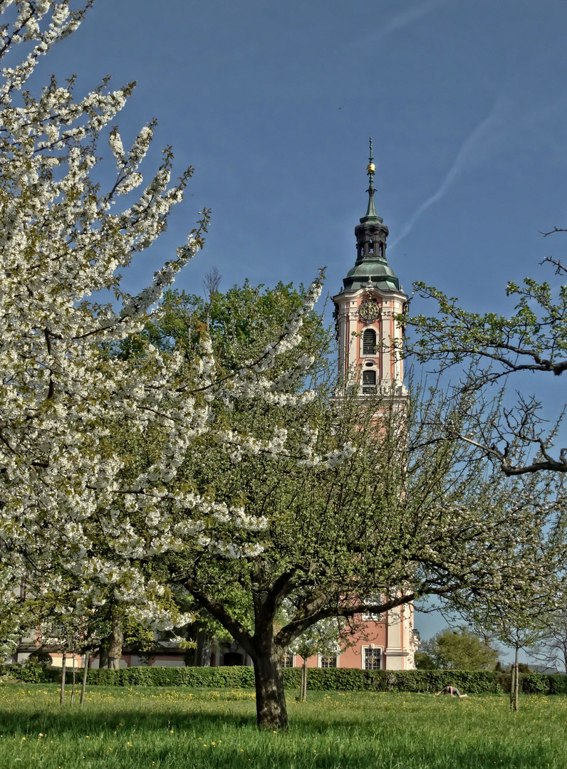 Die Birnau im Frühling