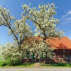 Die Birnbäume und das alte Haus