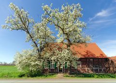 Die Birnbäume und das alte Haus