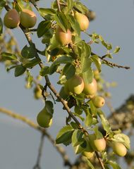 die Birnen am Zweig im August (2)
