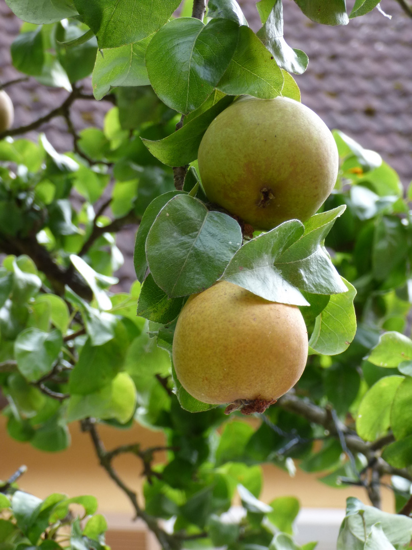 Die Birnen Sind Reif Foto Bild Natur Garten Bilder Auf