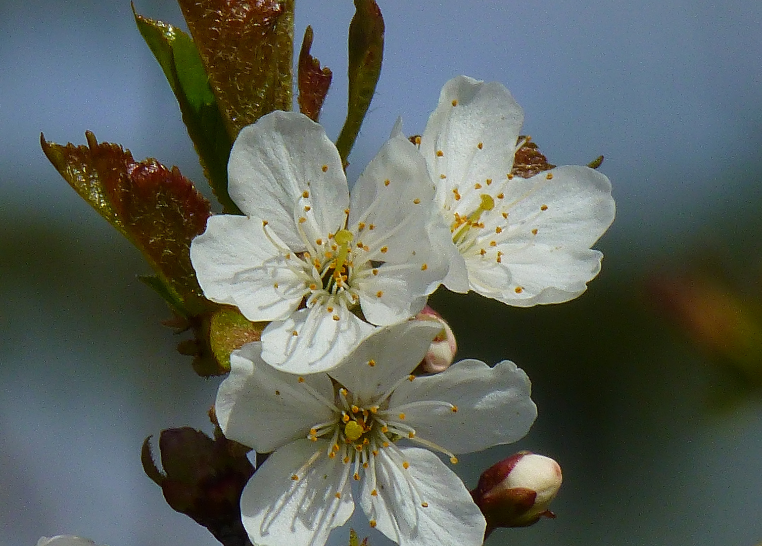 die Birnenblüte