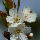 die Birnenblüte