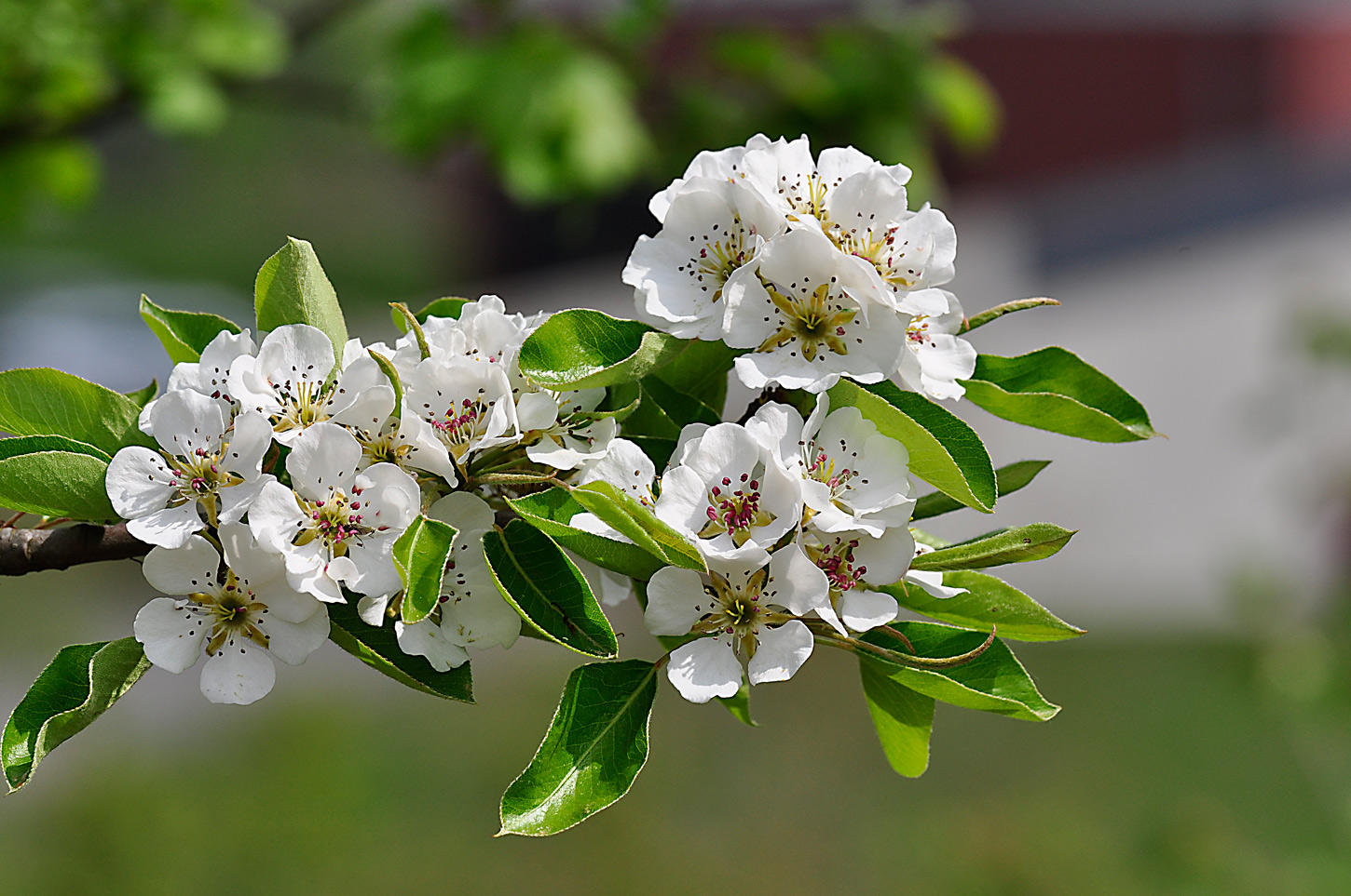 die Birnenblüten