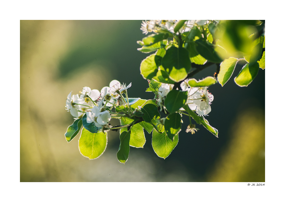 Die Birnenblüten ...