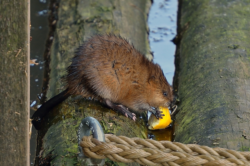 Die Bisam-Ratte beim Festschmaus