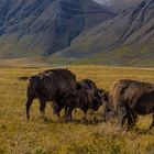 Die Bisons, Besprechung im engsten Kreis