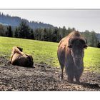 Die Bisons von Sichersreuth
