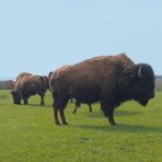 Die Bisons von Sichersreuth