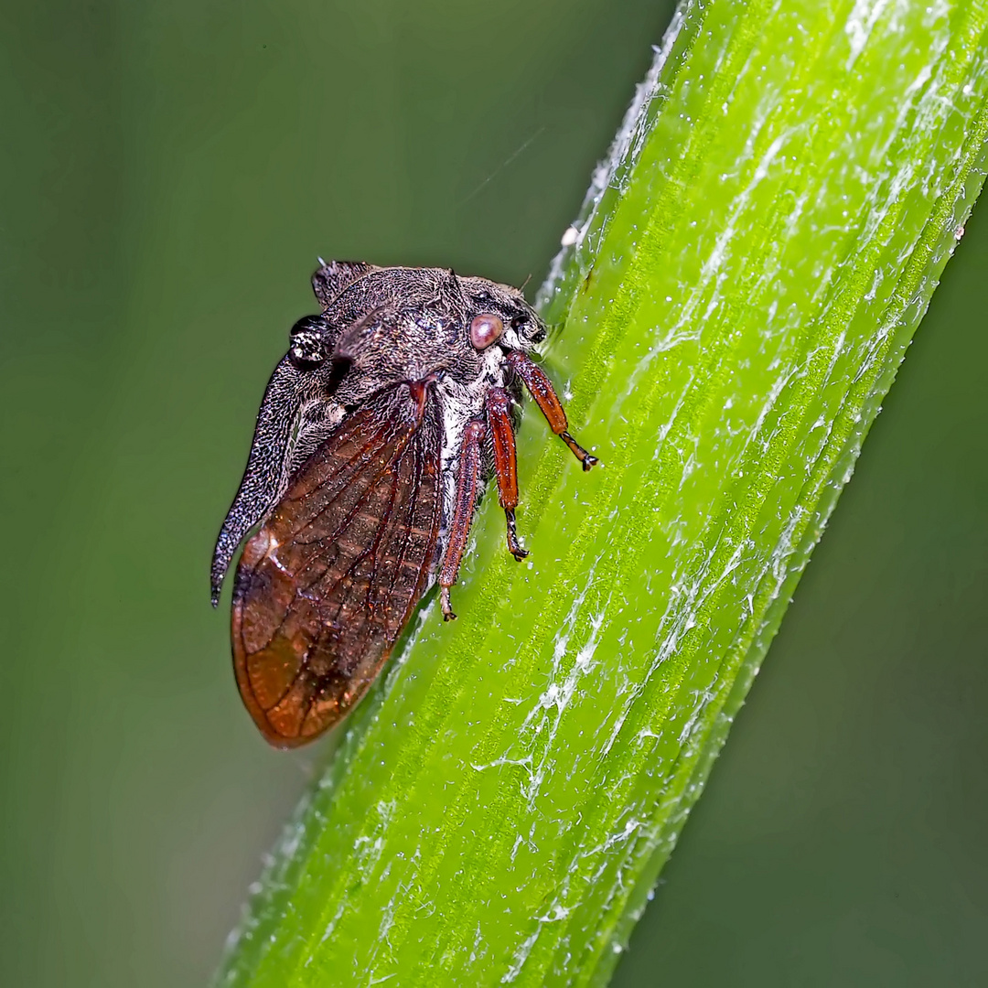 Die bizarre Dornzikade (Centrotus cornutus) auf einer Kratzdistel.