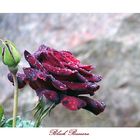 Die Black Baccara