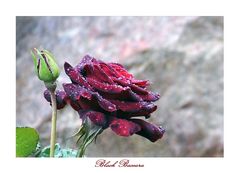 Die Black Baccara