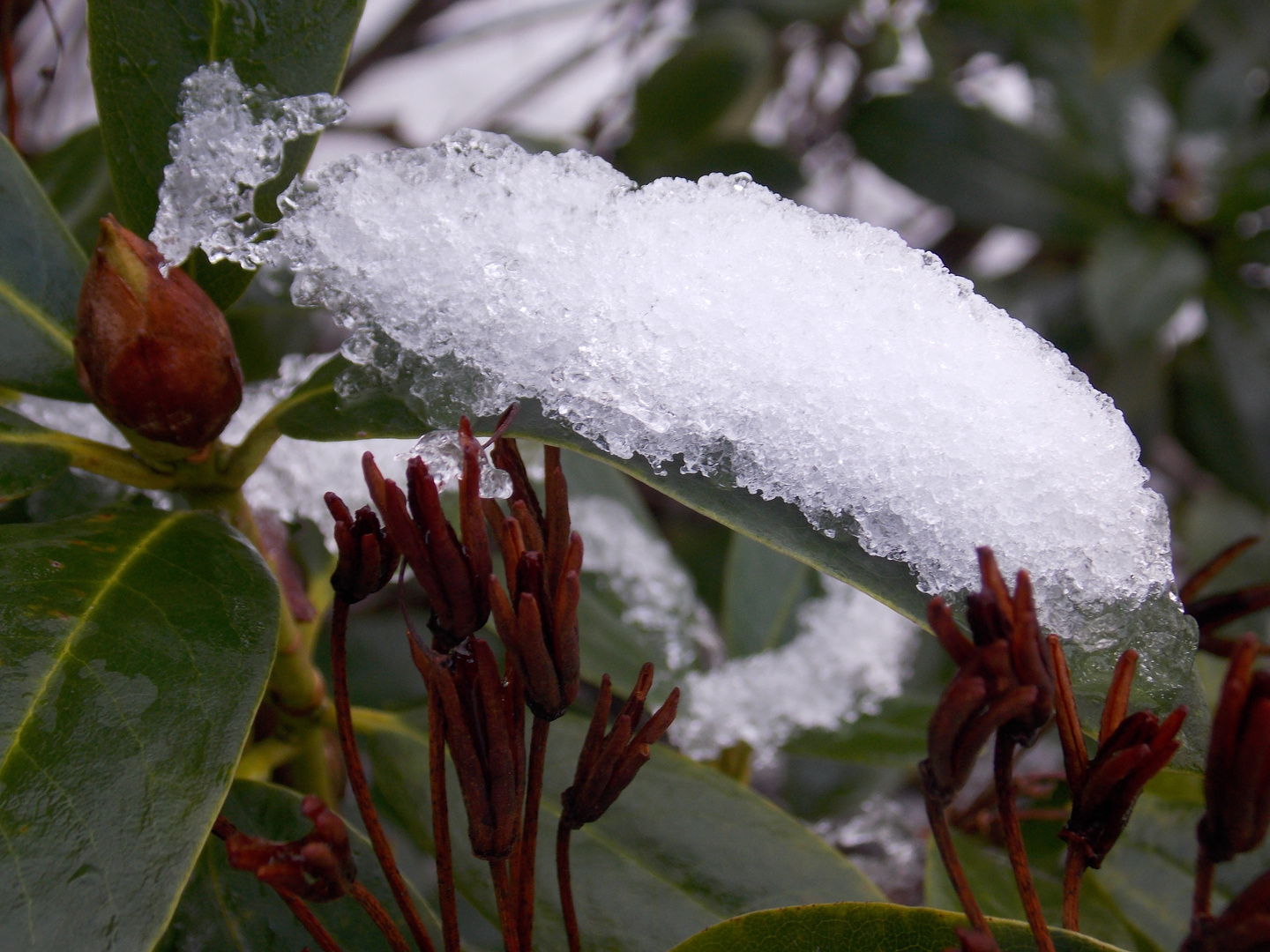 Die Bläter mit dem Schnee