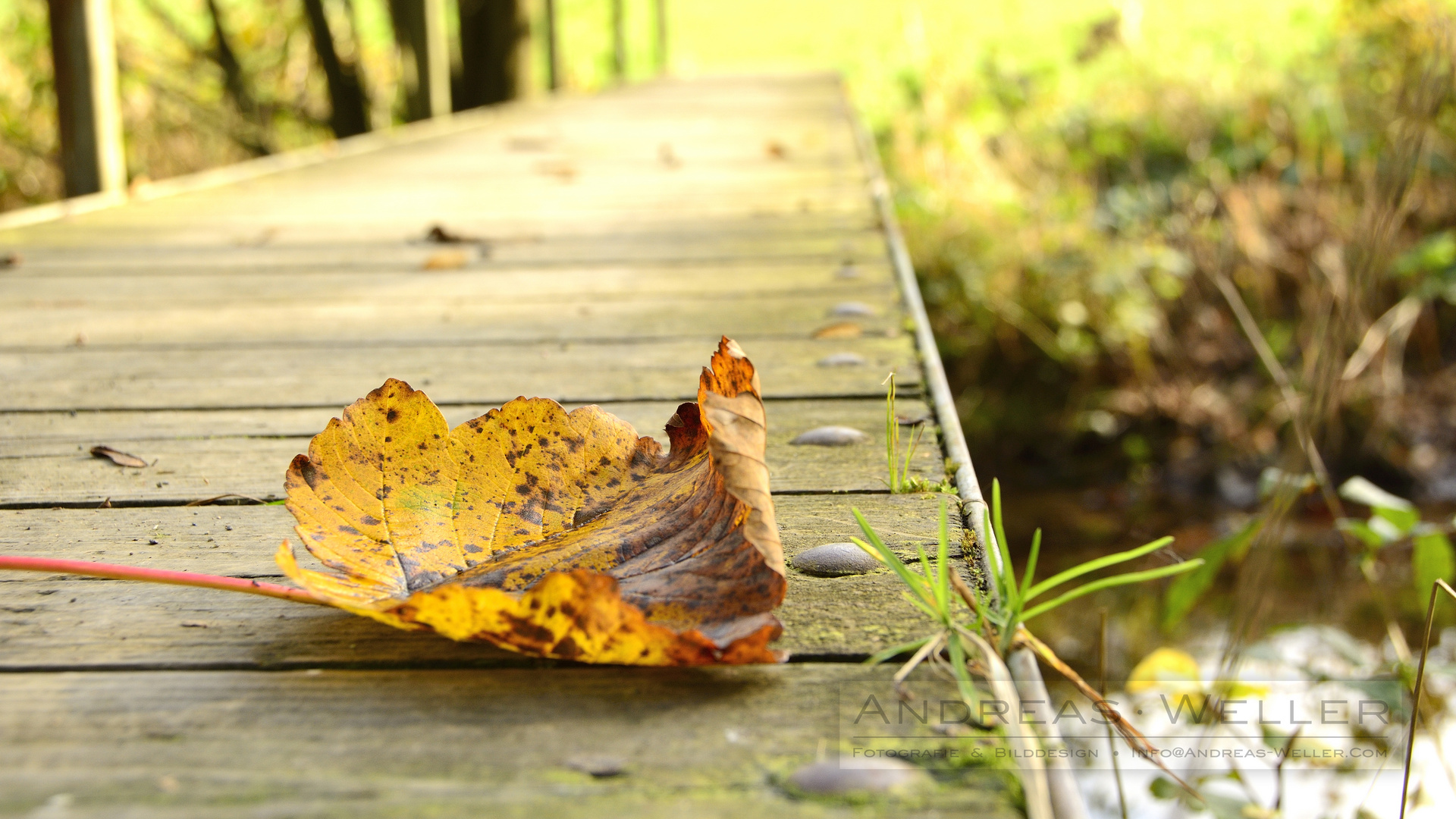 Die Blätter fallen