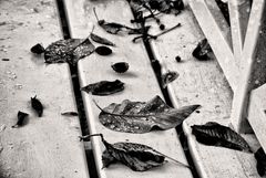 Die Blätter fallen