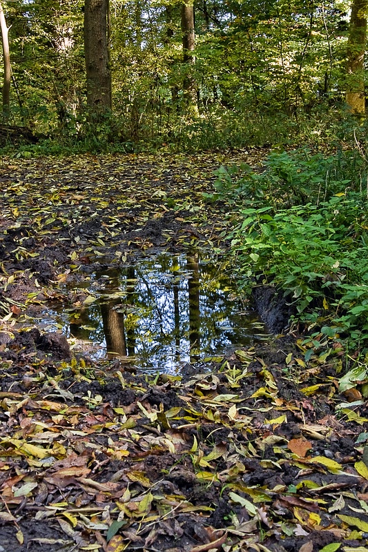 die Blätter fallen....