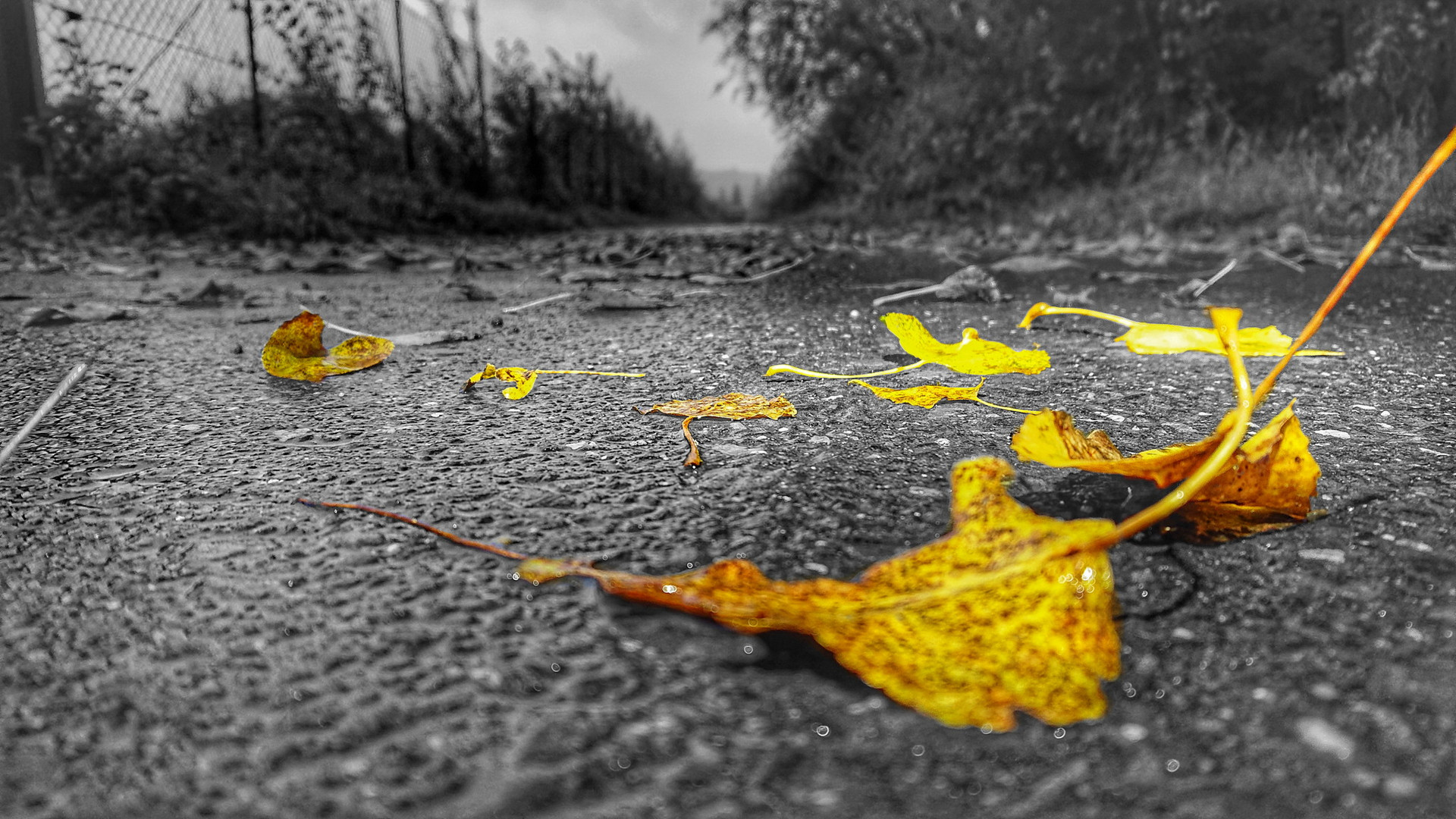 Die Blätter fallen 