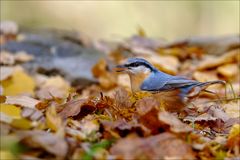 Die Blätter fallen...