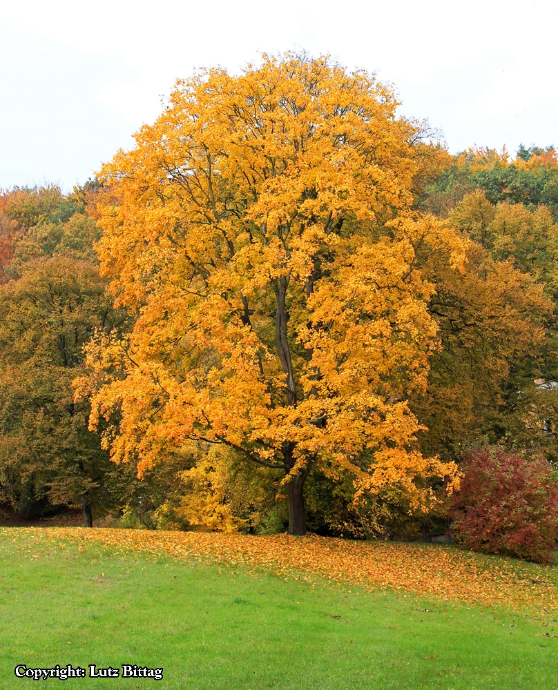 Die Blätter fallen