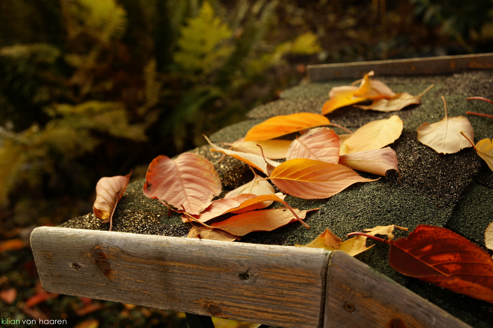 die blätter fallen. herbst.