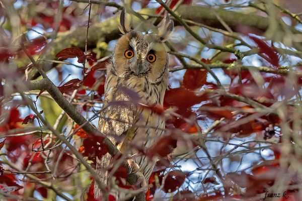             Die Blätter fallen , und mit ihnen