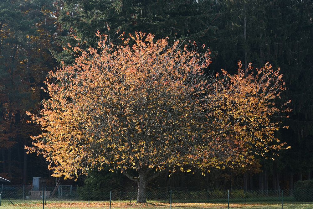 Die Blätter Fallen Fallen Wie Von Weit Rilke Die Blätter fallen wie von weit Foto & Bild | jahreszeiten, herbst