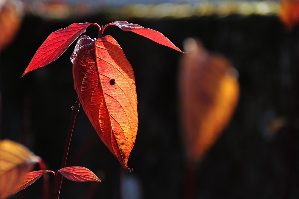 die "Blätter-Schönheit" des Herbstes