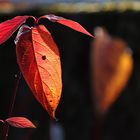 die "Blätter-Schönheit" des Herbstes