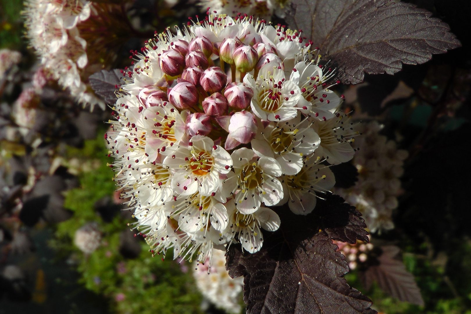 Die Blasenspiere in unserem Garten