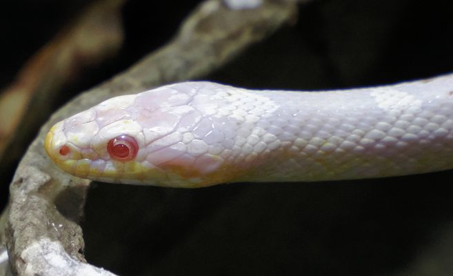 Die blasse Schlange …
