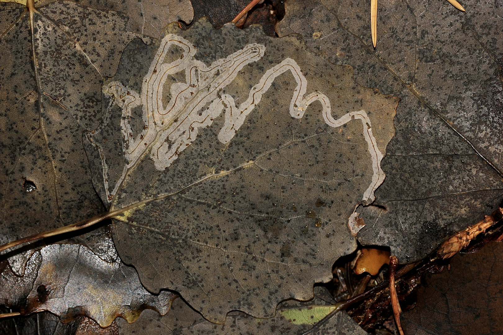 Die Blattmine der Raupe von Phyllocnistis labyrinthella an Zitterpappel