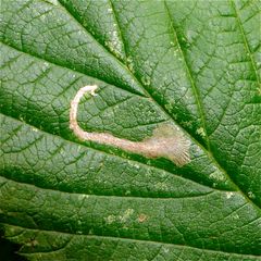 Die Blattmine des Kleinschmetterlings Nepticula rubivora an Himbeere (Foto 1)