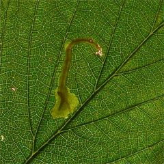 Die Blattmine des Kleinschmetterlings Nepticula rubivora an Himbeere (Foto 2)